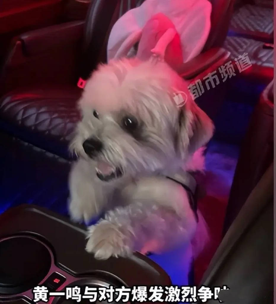 百万网红黄一鸣人设崩塌!前男友曝虐狗真相