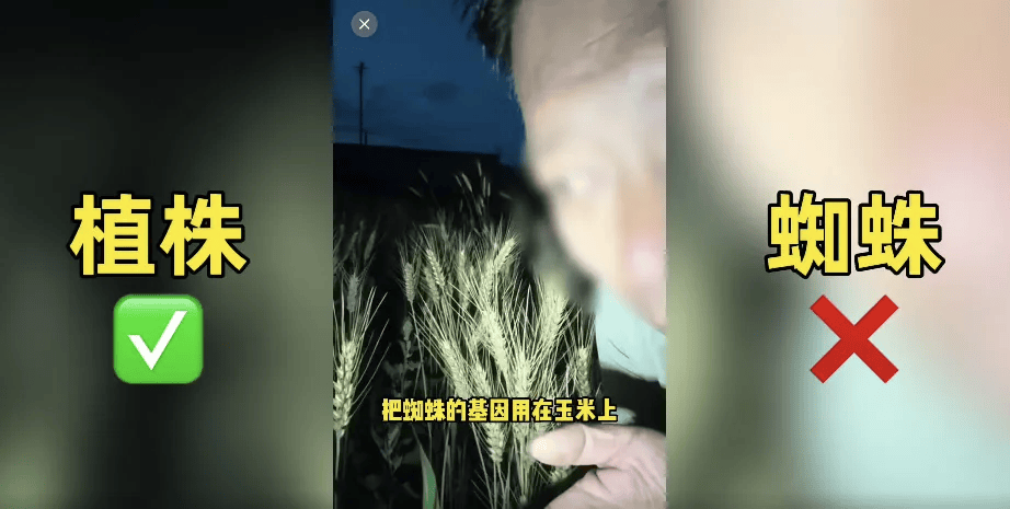 网红造谣袁隆平杂交水稻？真相揭秘与反思